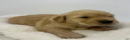Golden Retriever dogs for sale: Girl 1 - Ad 2