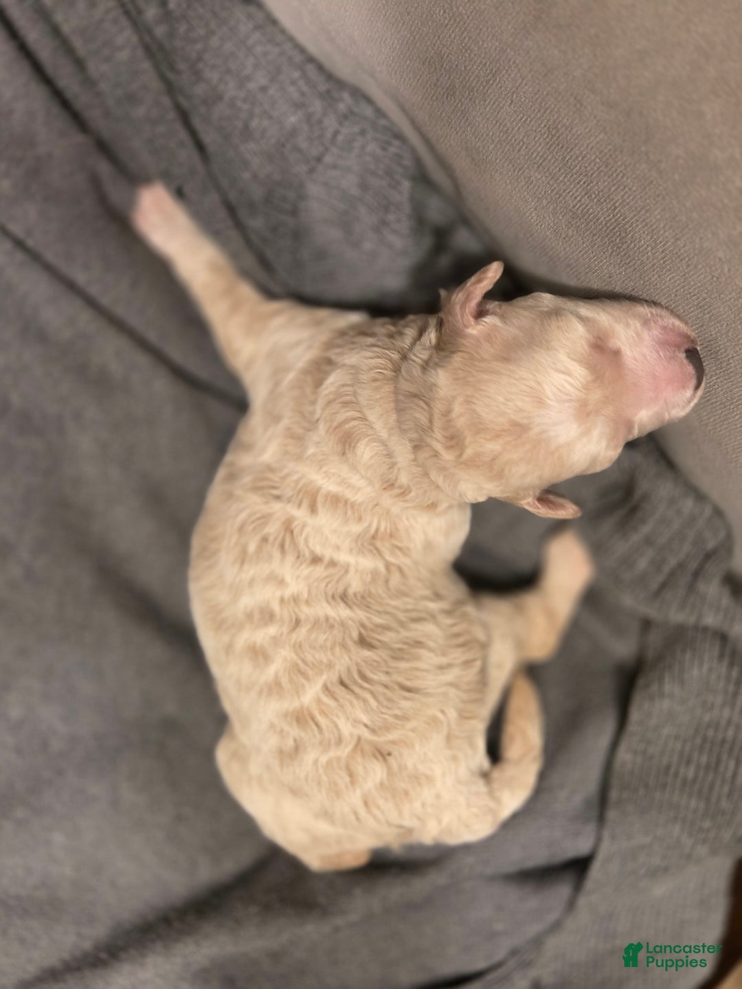 Mini Goldendoodle dogs for sale: Mini Goldendoodle Puppy 3 - Ad 2