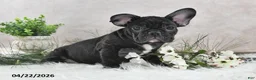 Frenchton dogs for sale: Franci - Ad 5