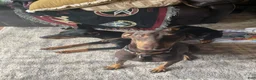 Doberman Pinscher dogs for sale: Doberman Pinscher 7 - Ad 2