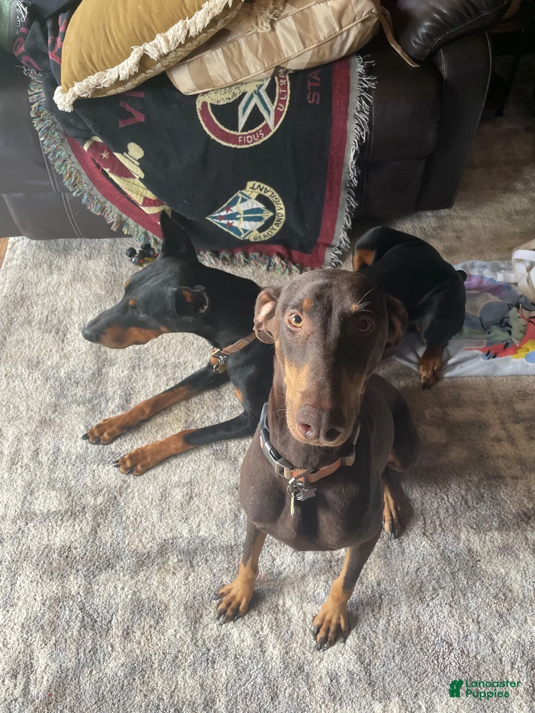 Doberman Pinscher dogs for sale: Doberman Pinscher 7 - Ad 2
