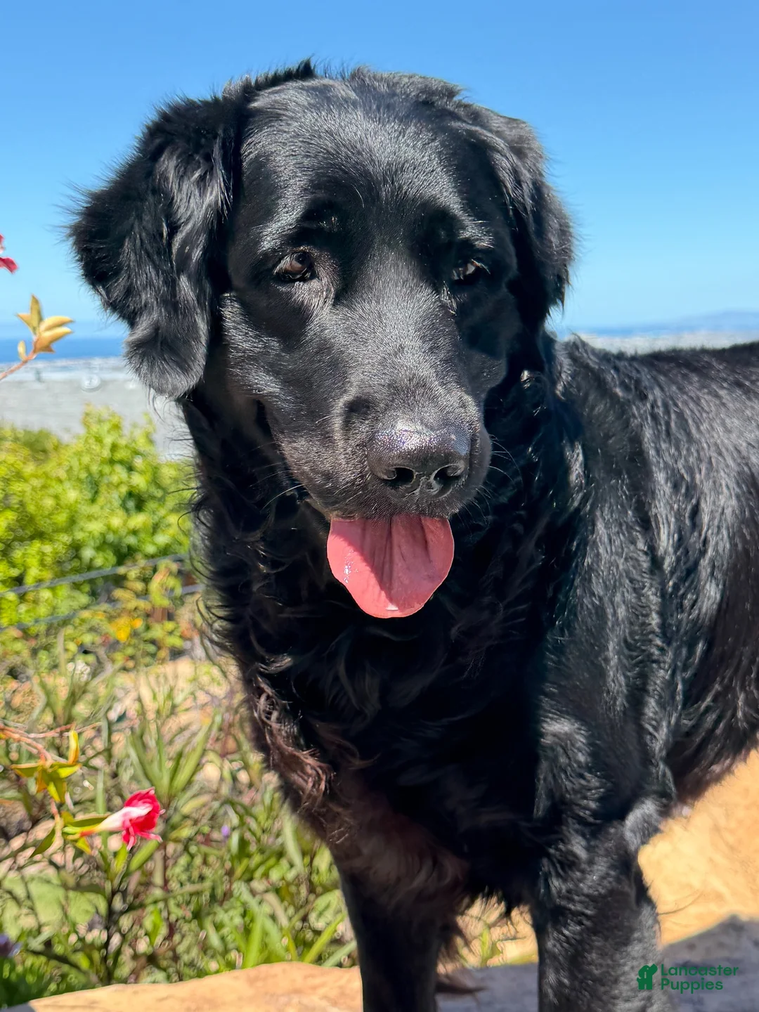 Mixed Breed dogs for stud: Stud Dog  - Ad 1