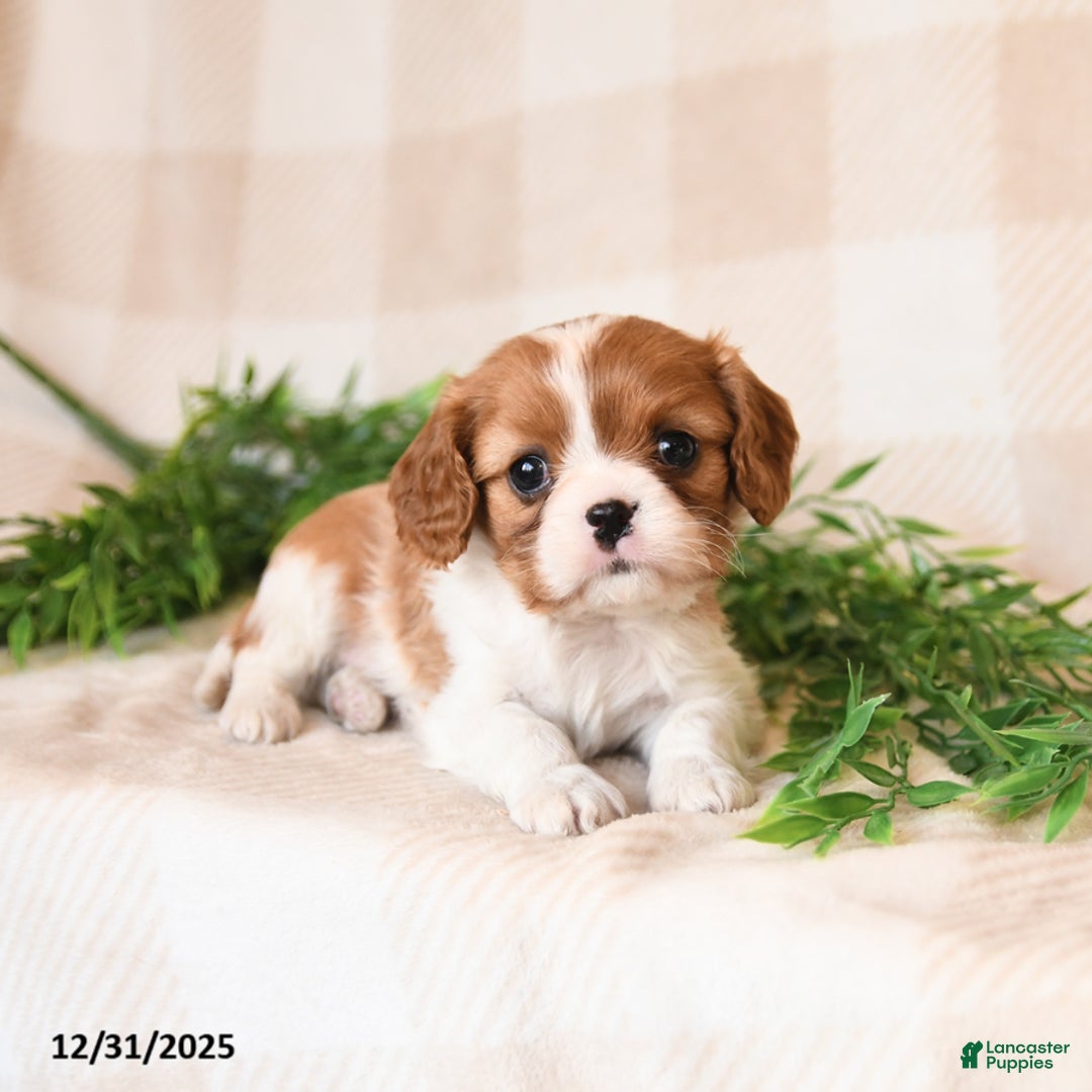 Cavalier King Charles Spaniel dogs for sale: Skippy - Ad 3