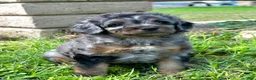 Mixed Breed dogs for sale: Phantom Merle Micro Bernedoodle - Ad 4