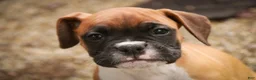 Boxer dogs for sale: Case - Ad 3