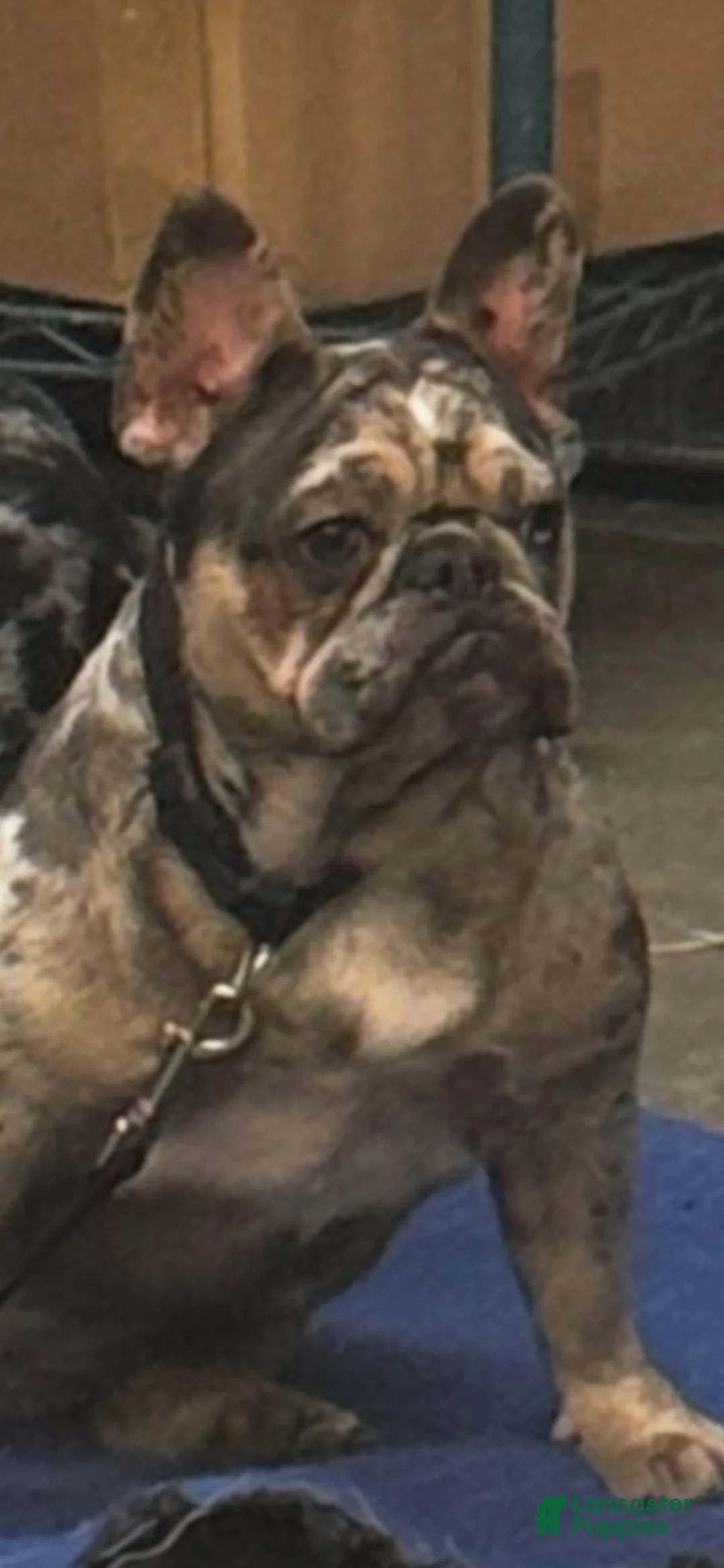 French Bulldog dogs for sale: French Bulldog Puppy 1 - Ad 1