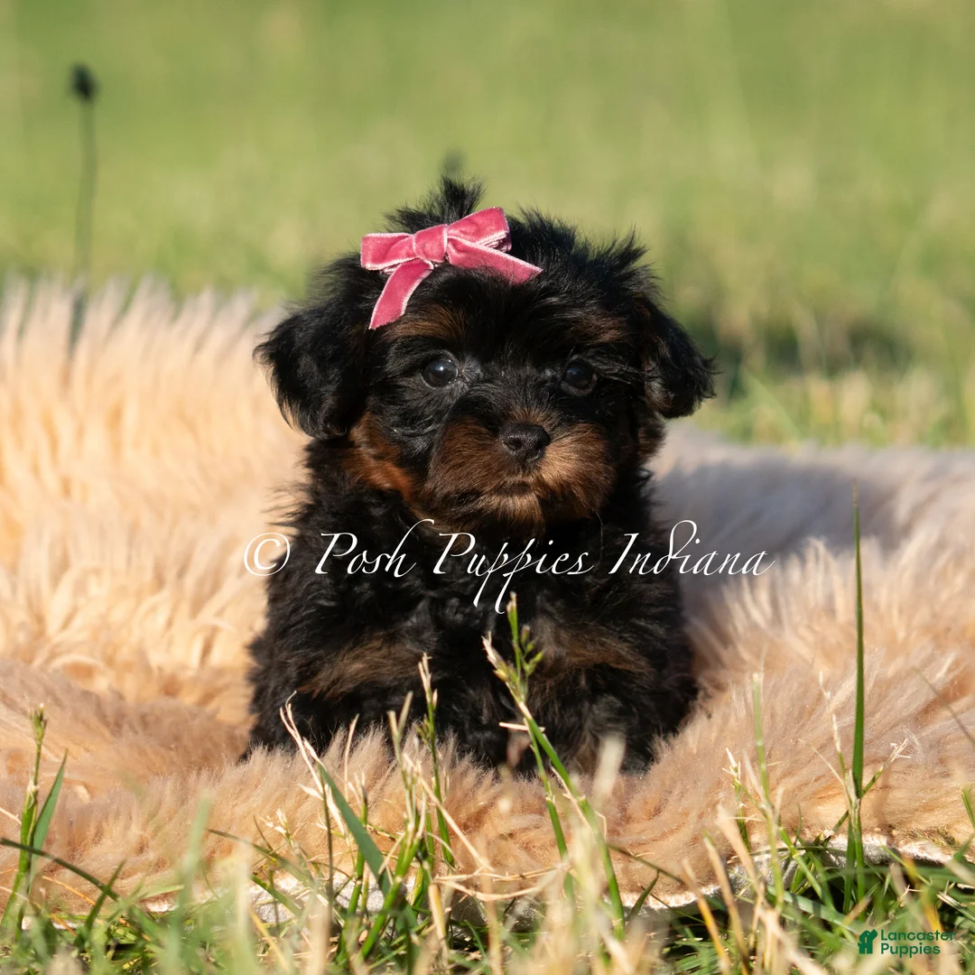 Maltipoo dogs for sale: Tilly F1 - Ad 2