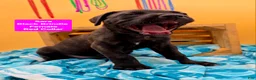 Cane Corso dogs for sale: Sara - Ad 4