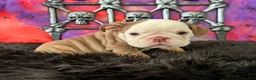 English Bulldog dogs for sale: Bonno - Ad 3