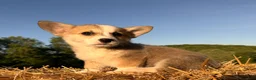 Welsh Corgi Pembroke dogs for sale: Mable - Ad 6