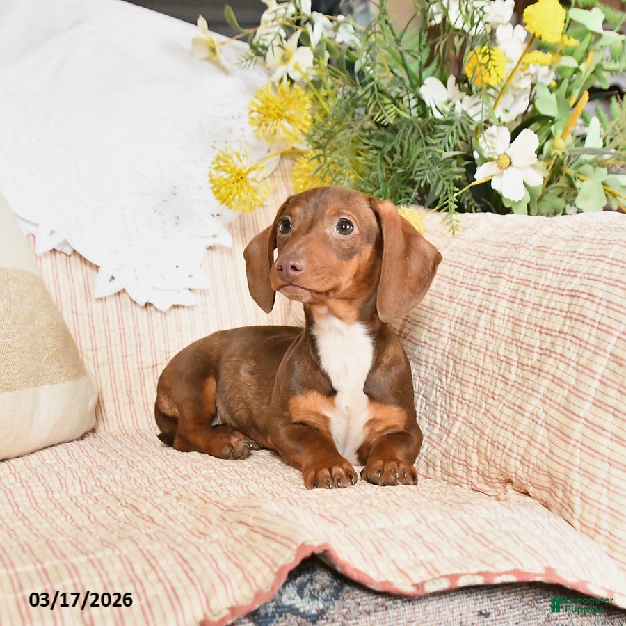 Dachshund dogs Mitzi - Ad 1