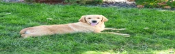 Golden Retriever dogs for sale: Georgie - Ad 3