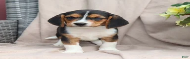 Roscoe