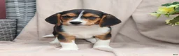 Beagle dogs for sale: Roscoe - Ad 1