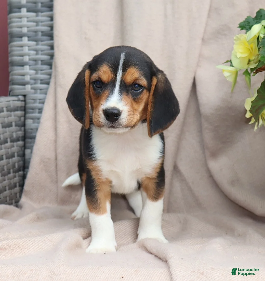 Beagle dogs for sale: Roscoe - Ad 1