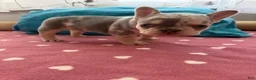 French Bulldog dogs for sale: French Bulldog 2 - Ad 4