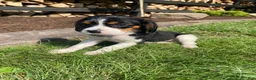 Beaglier dogs for sale: Abby - Ad 4