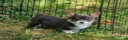 Welsh Corgi Pembroke dogs for sale: Lynx the low rider  - Ad 4