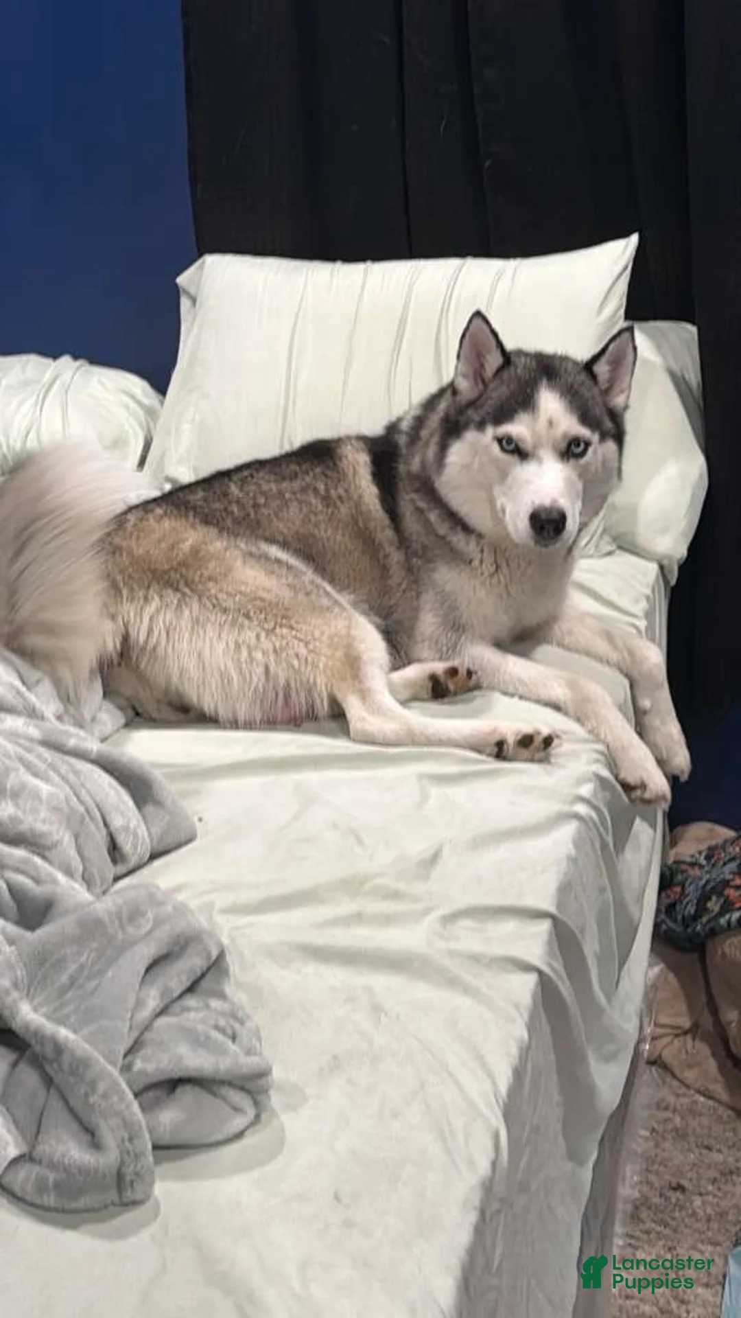 Siberian Husky dogs for sale: Siberian Husky Puppy 5 - Ad 2