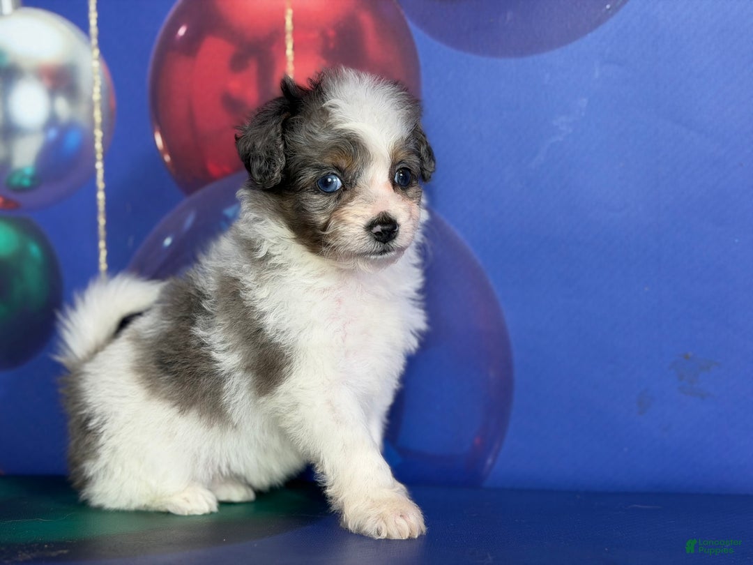 Pomapoo dogs for sale: Cookie - Ad 9