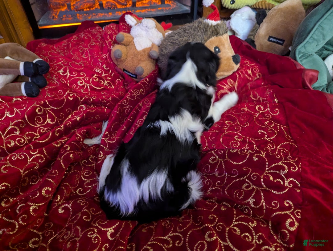 Cavalier King Charles Spaniel dogs for sale: Cavalier King Charles Spaniel Puppy 2 - Ad 4