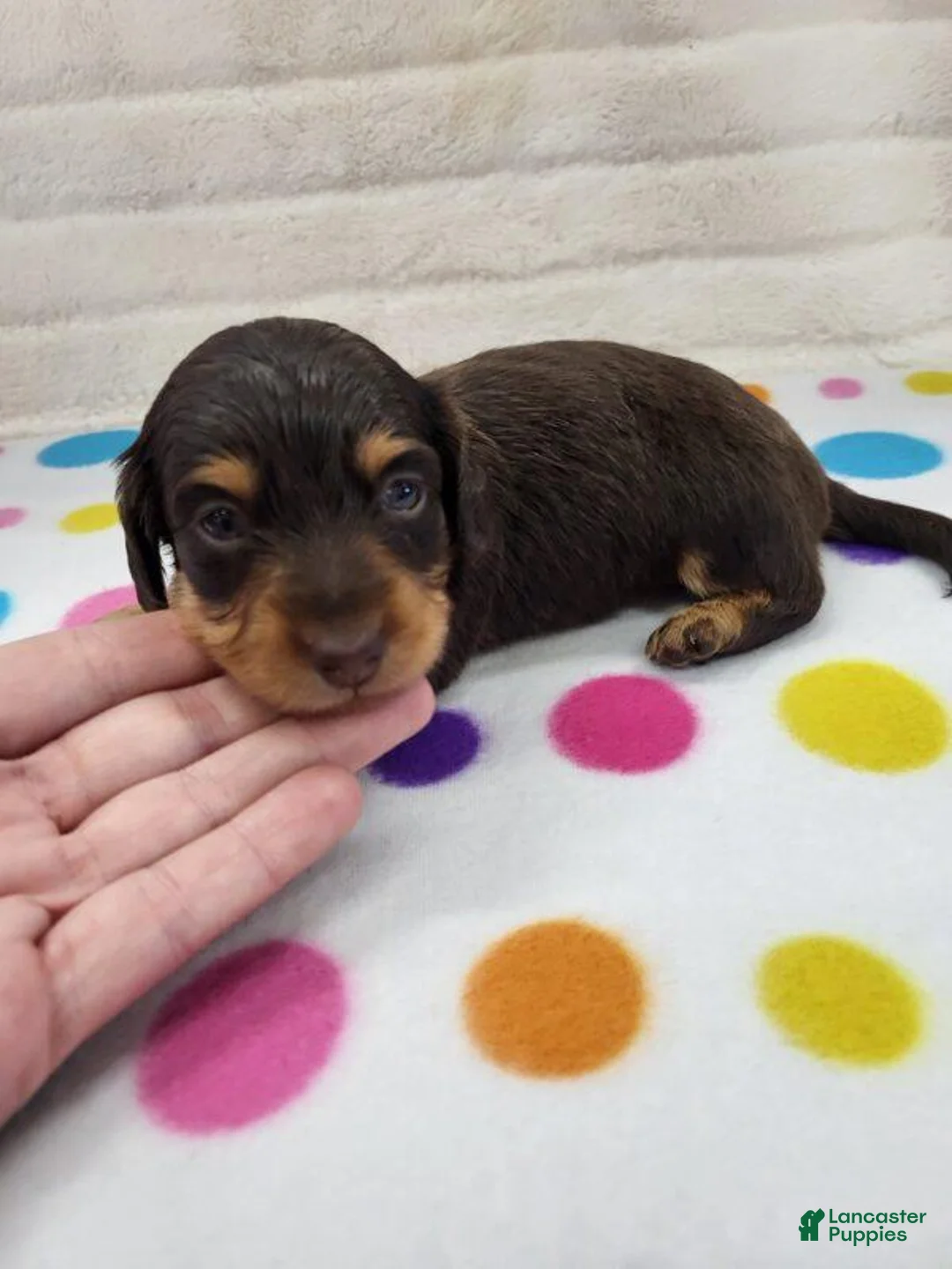 Miniature Dachshund dogs for sale: Chocolate & Tan Female - Ad 1