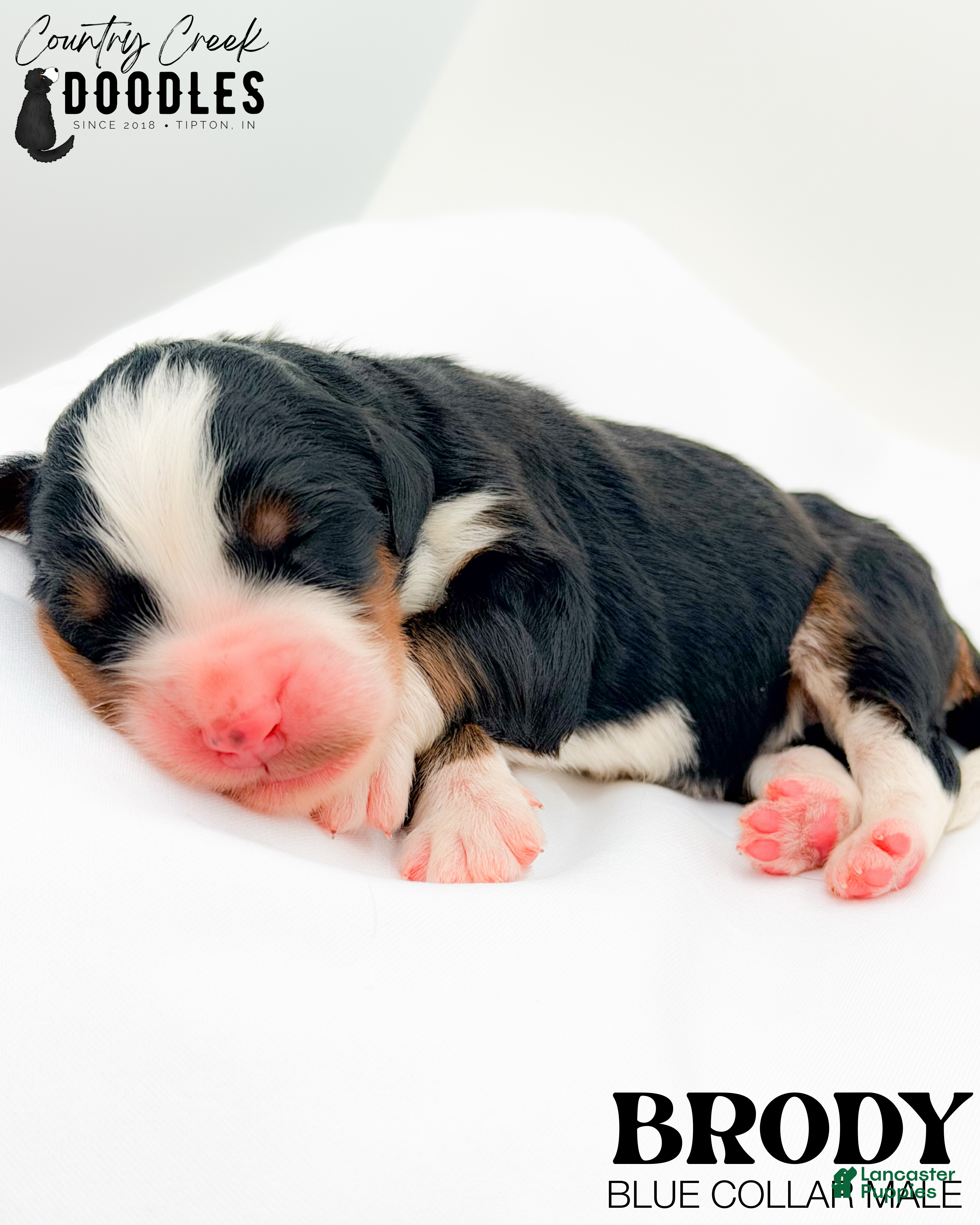 Bernedoodle dogs Brody - Ad 38