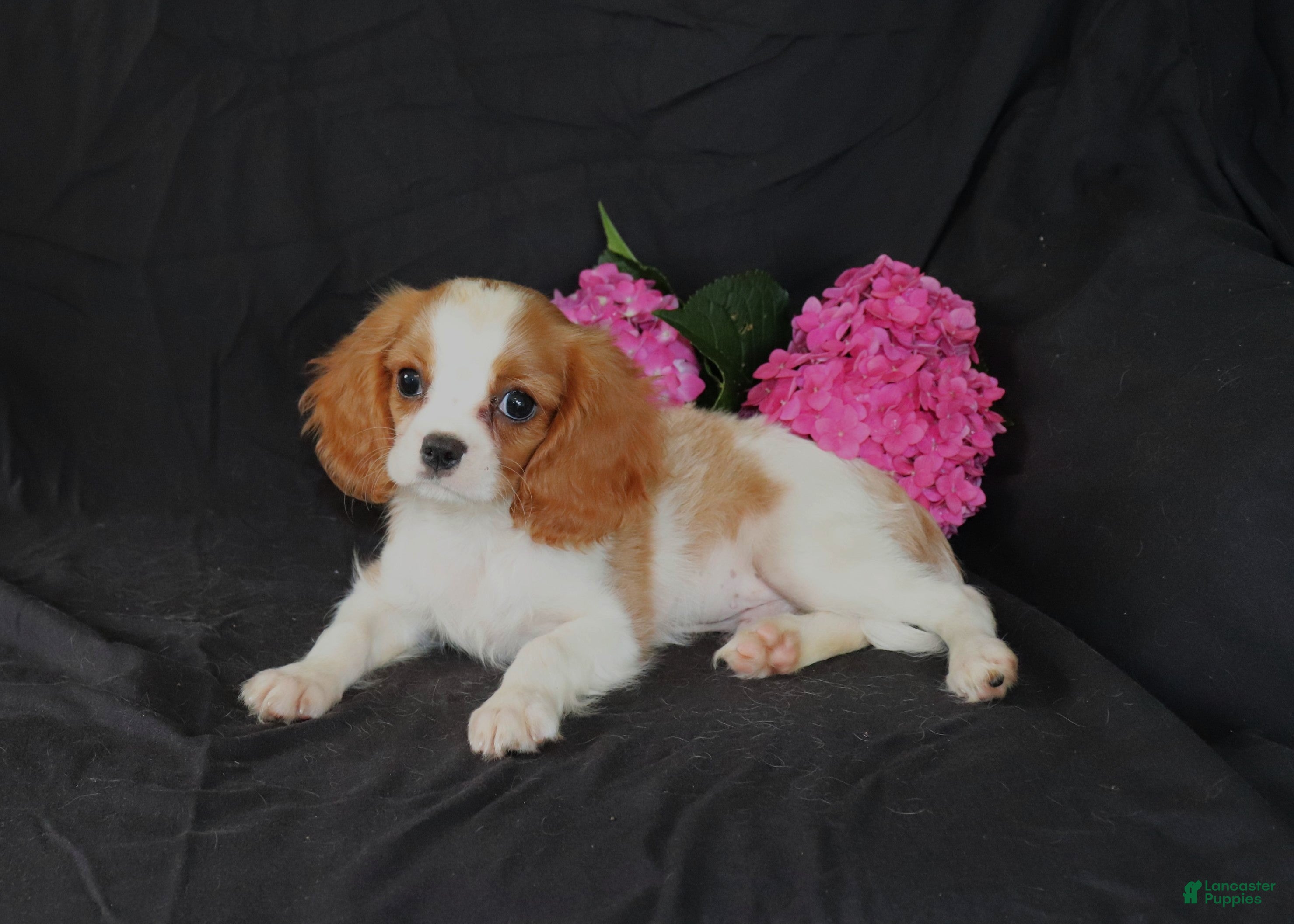 Cavalier King Charles Spaniel dogs Paul - Ad 2
