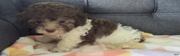 Maltipoo dogs for sale: Lilybird - Ad 6