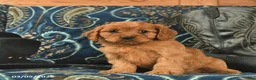 Cavapoo dogs for sale: Tesla  - Ad 3