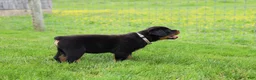 Rottweiler dogs for sale: Bear - Ad 8