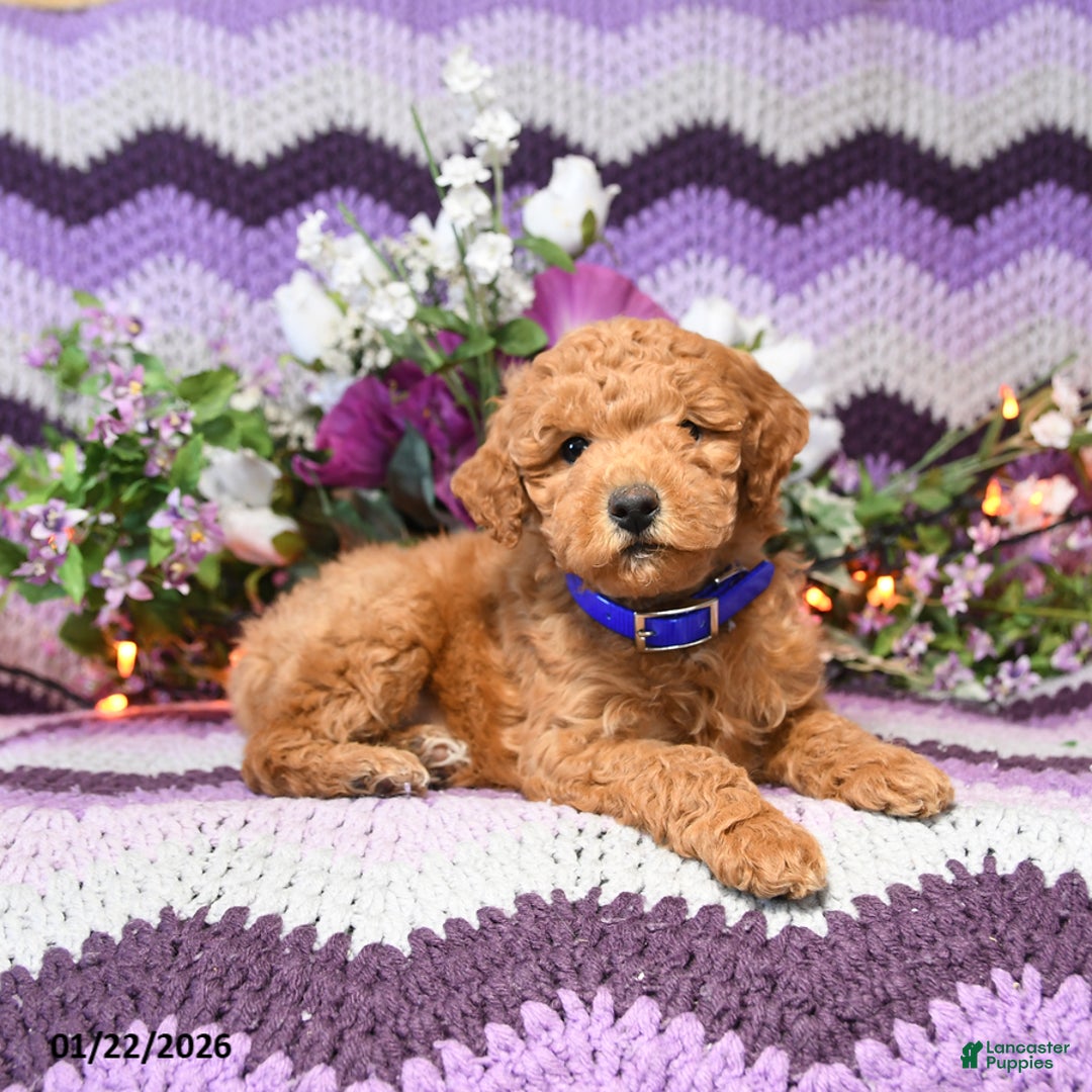 Mini Goldendoodle dogs for sale: Lila  - Ad 4