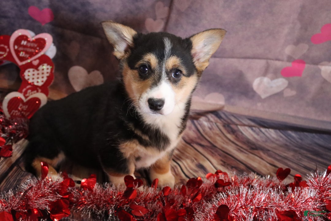 Welsh Corgi Pembroke dogs for sale: holly - Ad 4