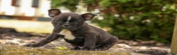 Frenchton dogs for sale: BUDDY - Ad 14