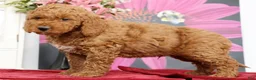 Mini Goldendoodle dogs for sale: Miles - Ad 5
