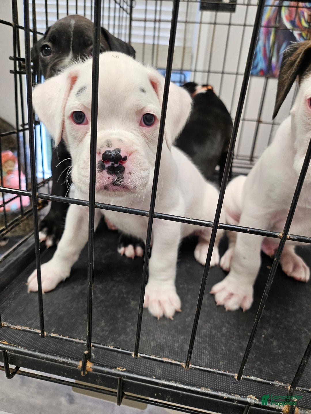 Boxer dogs for sale: Boxer Puppy 5 - Ad 1
