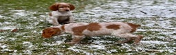 Brittany Spaniel dogs for sale: Dash - Ad 6