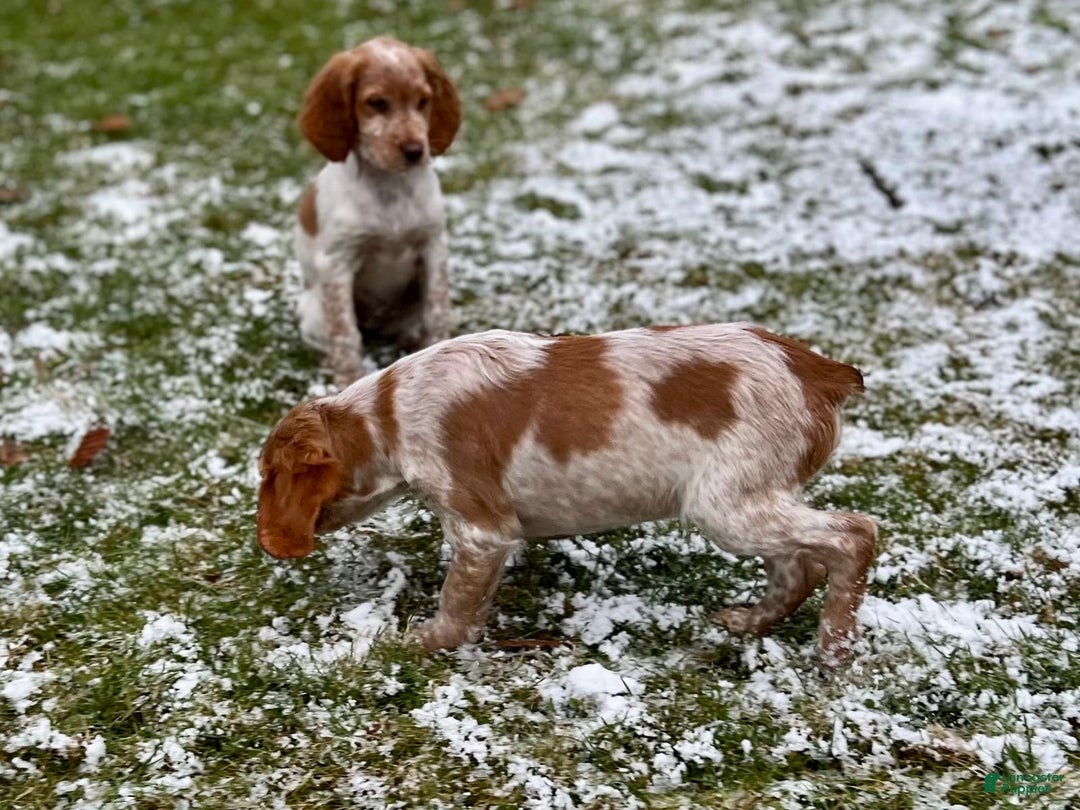 Brittany Spaniel dogs for sale: Dash - Ad 6