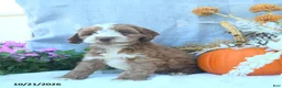 Cockapoo dogs for sale: Cinnamon - Ad 5