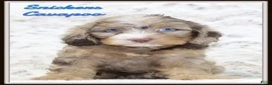 Snickers