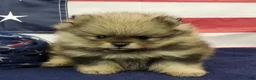 Pomeranian dogs for sale: Jolee - Ad 3