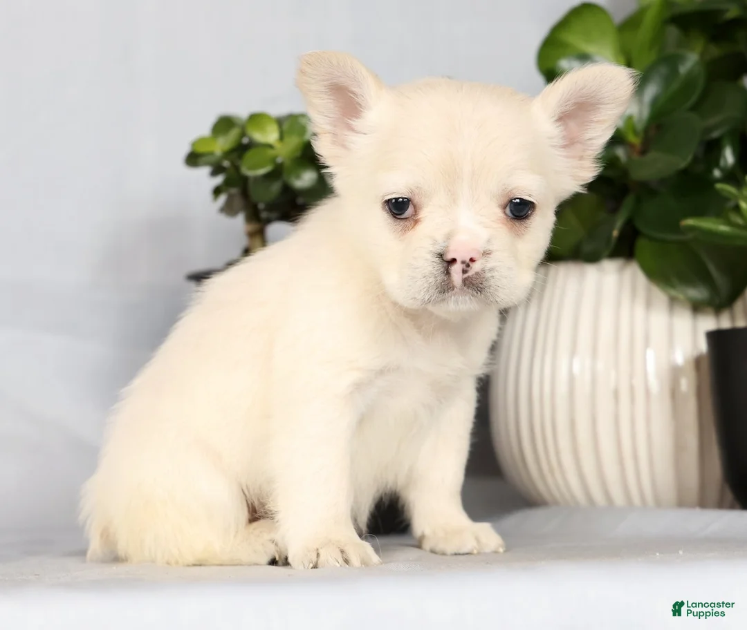 French Bulldog dogs for sale: Nora - Ad 3