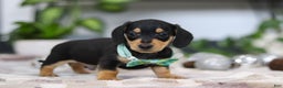 Miniature Dachshund dogs for sale: Blake - Ad 10