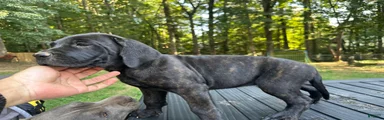 Cane Corso 3