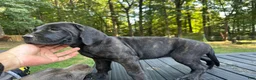 Cane Corso dogs for sale: Cane Corso 3 - Ad 1