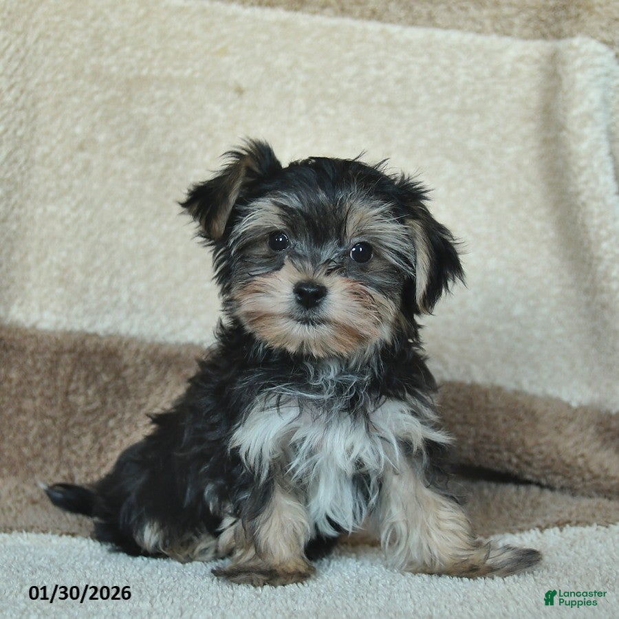 Morkie dogs Mr. Bill - Ad 2