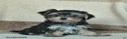 Morkie dogs for sale: Mr. Bill - Ad 2