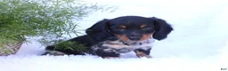 Miniature Dachshund dogs for sale: Sutherland - Ad 5