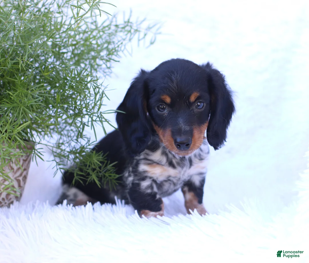 Miniature Dachshund dogs for sale: Sutherland - Ad 5