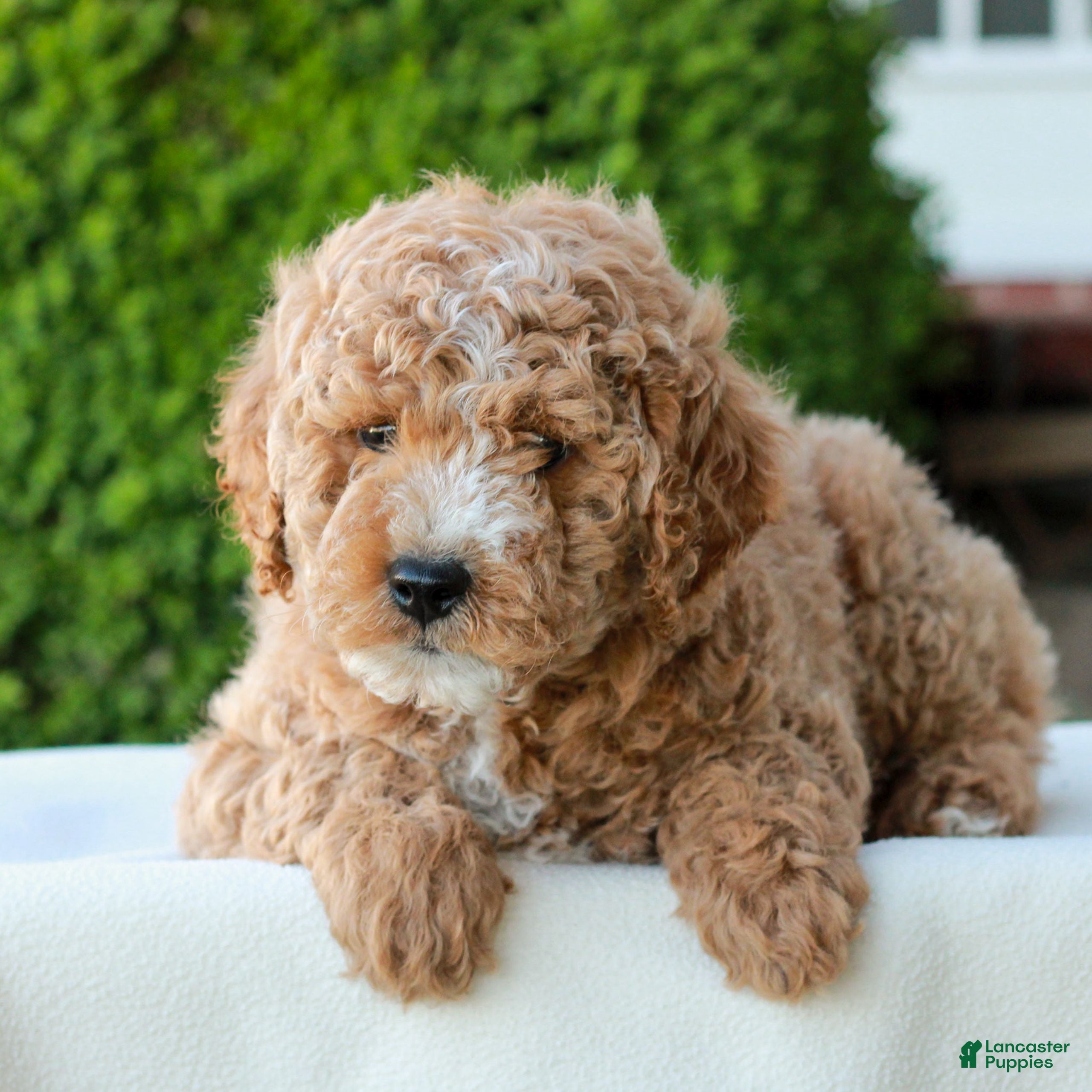 Mini Goldendoodle dogs Luke  - Ad 1